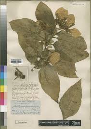 Image result for Agathisanthemum globosum