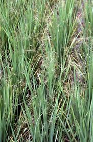 Image result for Fimbristylis quinquangularis