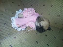 Awesome Pugs Dapperpugs So Tiny So Sleepy Baby Pugs Pugs Puppy Breath