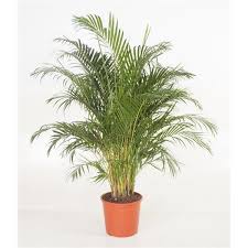 Diese palme von air so pure ist eine stark luftreinigende pflanze, einfach in der versorgung. Goldfruchtpalme Arecapalme Chrysalidocarpus Lutescens Blumen Senf