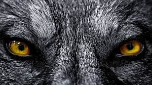 Pin By Suvendran On Werewolves Skinwalkers Lycans Wolf Eyes Wolf Wallpaper Eyes Wallpaper