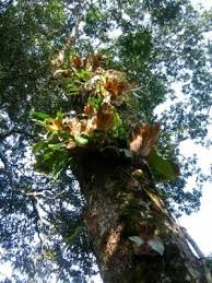 Image result for Entandrophragma caudatum