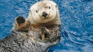 In celebration of sea otter awareness week and our spotlight on sea otters on now at the vancouver aquarium, we would like to introduce the sea otters at the aquarium. Vancouver Aquarium Sea Otters Beluga Whales Travel Guide