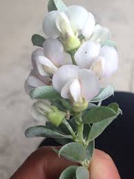 Image result for Podalyria