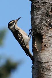 Despite their size, in the spring i often only see their. Why Are Woodpeckers Making Holes In My Trees Organic Plant Care Llc Organic Lawn Plant Health Service In Hunterdon Morris Somerset Union Counties Nj And Bucks County Pa