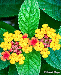 Image result for Lantana ukambensis