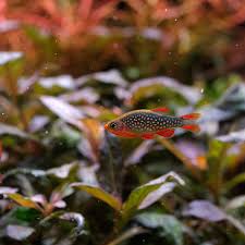 Image result for Xyris schliebenii