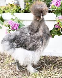 Name Bird With Crazy Hair Pin On Fur Babies