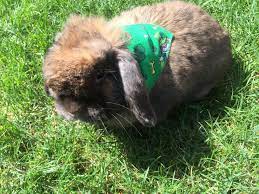 8 Things You Do That Upsets Your Bunny Beautiful Rabbit Pet Rabbit Toys Rabbit Pictures