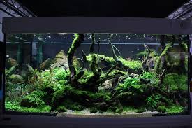 Check spelling or type a new query. á… Aquascaping Tipps Anleitung Furs Eigene Natur Aquarium