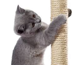 Bissell Poweredge Pet Hard Floor Vacuum 81l2t Abvp American Board Of Veterinary Practitioners Pets Cat Scratcher Cats