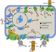 The plant cell wall is composed of cellulose. Protein Quality Control In Plant Organelles Current Progress And Future Perspectives Sciencedirect