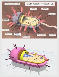 Prokaryotic Cell By Zirzow Thingiverse Prokaryotic Cell Biology Projects Prokaryotic Cell Model