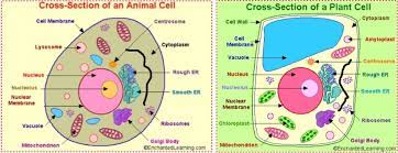 Maybe you would like to learn more about one of these? Grade 7 Science Unit 1 Characteristics Of Life Parts Of A Microscope Organelles Cell Processes Functions Diagram Quizlet