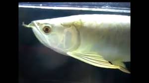 Arowana Size Of Aquarium How Big Of Tank Needed