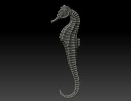 Seahorse Hippocampus 3d Model Ad Seahorse Hippocampus Model Seahorse 3d Model Model