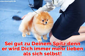 Dir fehlt der ehrgeiz und der ansporn? Spitz Zitate Und Spruche Kleinspitz De