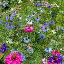 Small to medium tree to 10m with dense crown of dark green foliage. Red Cap Gum Dwarf Seeds The Seed Collection