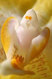 The Ghost Orchid Which Is Also Known As Dendrophylax Lindenii Is A Rare Type Of Orchid Which Is Mostly Found In Cu Unusual Flowers Strange Flowers Rare Flowers