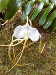 Image result for Angraecum infundibulare