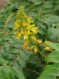 Image result for Caesalpinia