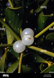 Image result for Viscaceae