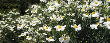 Shade annual seeds and plants. California Native Plants Roger S Gardens