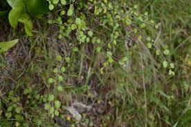 Image result for Helichrysopsis