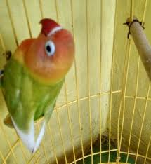 Cara membuat pintu geser kandang ayam sederhana atau sliding door. Cara Membuat Kandang Ternak Lovebird Dari Kayu Bekas Ketikanku