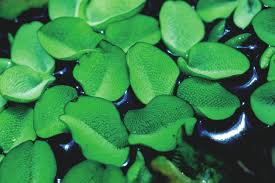 Image result for Salvinia hastata