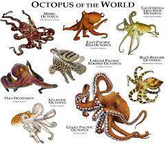 Octopus Of The World Poster Print Etsy Octopus Giant Pacific Octopus Marine Animals