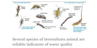 Invertebrate Indicators Of Water Pollution Water Quality Water Pollution Fresh Water