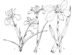Image result for Moraea carsonii