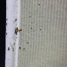 What do baby bed bugs look like? Top Bed Bug Control Faqs Viking Pest Control