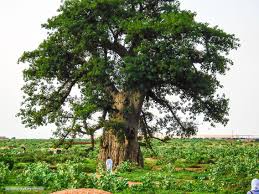 giant tabaldi baobab tree nyala southern darfur شجرة تبلدي عملاقة جنجوليز نيالا جنوب دارفور السودان sudan baobab nyala darfu tree plants roots