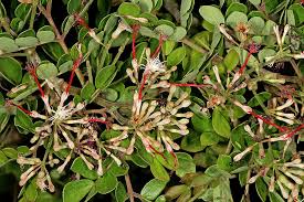 Image result for Albizia petersiana