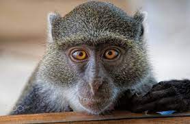 A Monkey At My Window I Animals Beautiful Monkey Magnificent Beasts