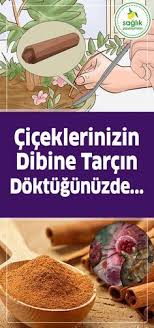 Ciceklerinizin Dibine Tarcin Doktugunuzde Faydalibilgiler Sifalibitkiler Kalicizayiflama Vertigo Fayda Plant Breeding Planting Flowers Diy Natural Products