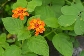 Image result for Persicaria senegalensis