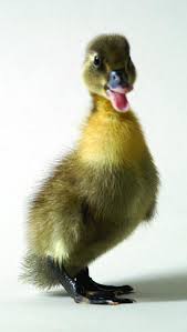 Old male 8 lbs, old female 7 lbs, young male 6.5 lbs, young female 5 lbs. Ducklings Of Breed Swedish Ashy Favourite Buy In Volnjansk