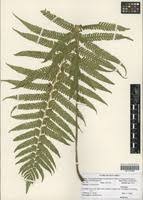 Image result for Amauropelta bergiana