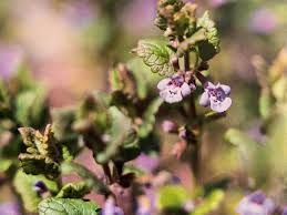 Gundermann - Gewürzkraut und Heilmittel - terrABC