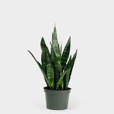 Maybe you would like to learn more about one of these? Snake Plant 6 Zocalo
