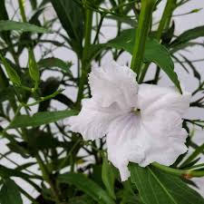 Image result for Ruellia praetermissa