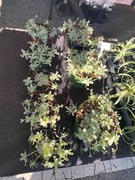 | cacti & succulents └ plants & seedlings └ plants, seeds & bulbs └ yard, garden & outdoor living └ home & garden all categories antiques art automotive baby books business. Cactus And Exotics Home Facebook