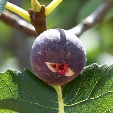 In europe red walnuts (blood walnuts) have been around since the 18th century. Nut And Fruit Trees For Hot Dry Climates Hubpages