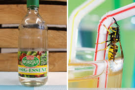 Wespen sind an sich sehr nützliche tiere. Kann Man Essig Wie Essigsaure Gegen Wespen Einsetzen Wiado De