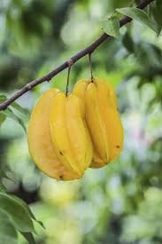 Star apple (caimito) chrysophyllum cainito. 35 Citrus Trees Ideas Citrus Trees Fast Growing Trees Fruit Trees For Sale