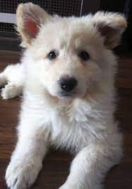 White german shepherd has puppies for sale on akc puppyfinder. White German Shepherd Puppy Rarepuppers
