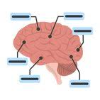 Image result for Higher Integrative Function